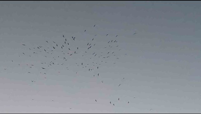 Van Gölü üzerinde kuş sürüsünün görsel şöleni