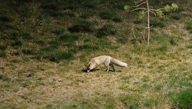 Bitlis'te aç kalan tilki yerleşim yerine indi