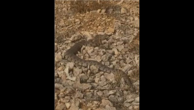 Tek ısırığı bir insanı öldürmeye yeten dev engerek yılanı görüntülendi