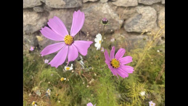 Ağrı'da kasım ayında açan çiçekler şaşırttı