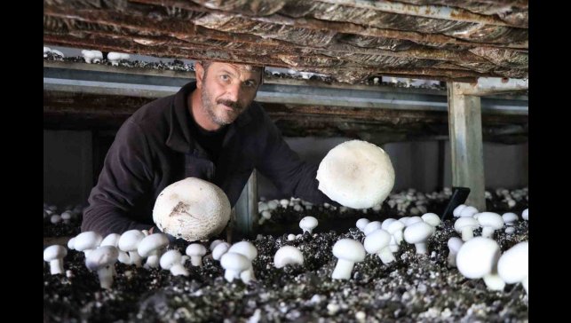 Yılın son mantar hasadı başladı