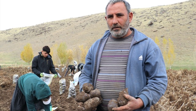 Ağrı'da mor patatesin hasadı yapılıyor