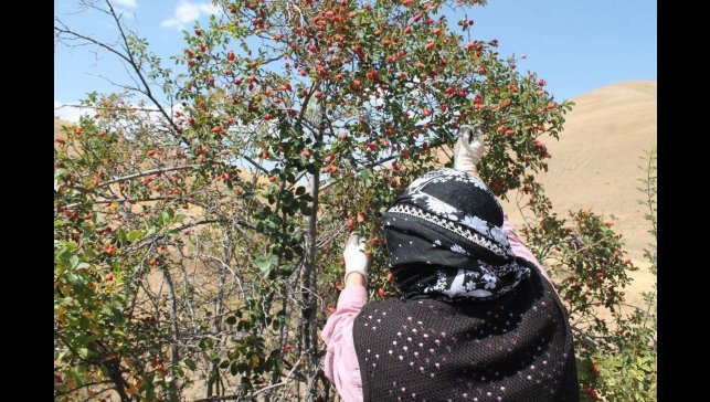 Dağların kırmızı hazinesi kuşburnu için hasat zamanı