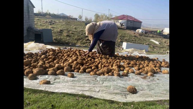 Ağrı'da kışlık patatesler geleneksel yöntemle toprağa gömülerek korunuyor