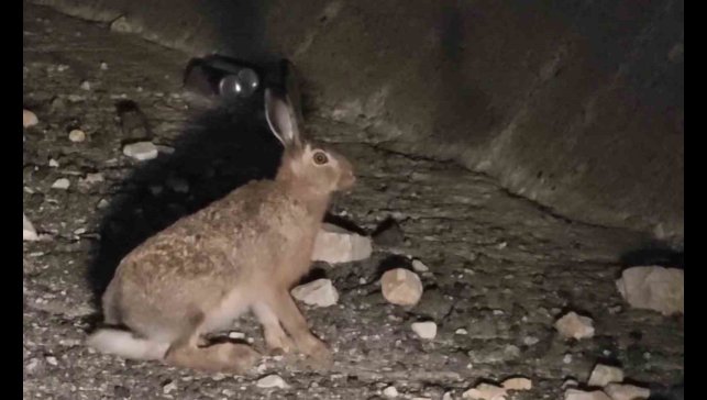 Otoyolda yabani tavşan görüntülendi