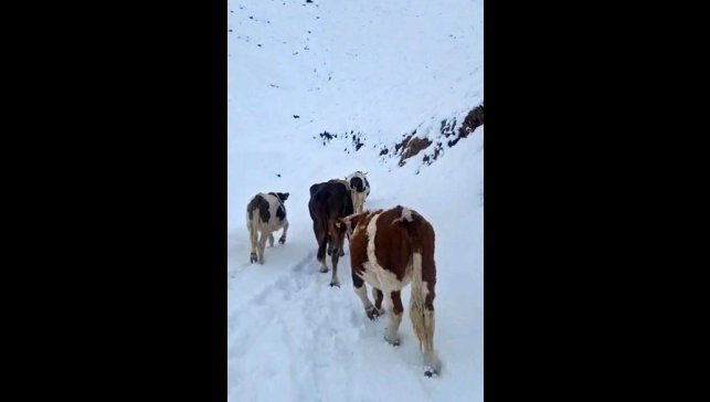 Hizan'da yayladaki hayvanlar kara hazırlıksız yakalandı