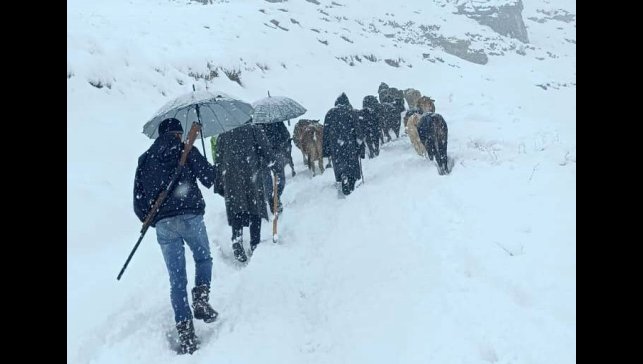 Hakkari'de dağda mahsur kalan sürü kurtarıldı
