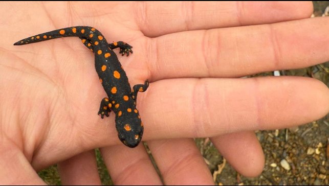 Van'da nadir rastlanan benekli semender görüldü