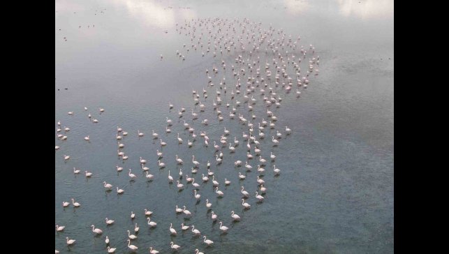 Urmiye Gölü kuruyunca flamingolar Van'a akın etti