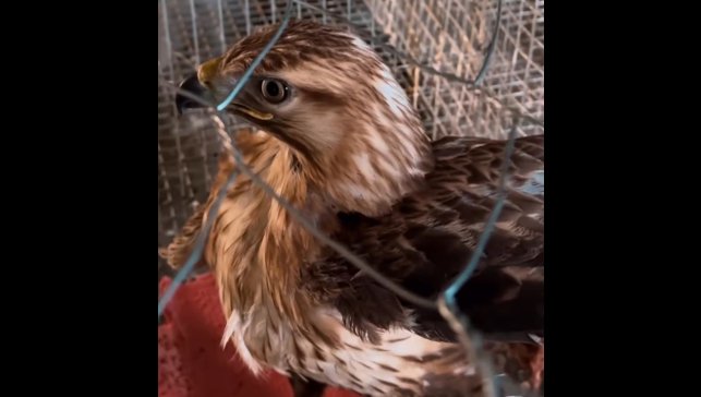 Kızıl şahin emin ellerde