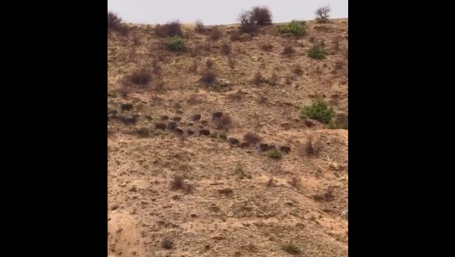 Elazığ'da domuz sürüsü görüntülendi