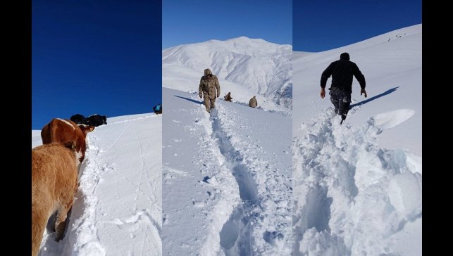 Dağda mahsur kalan 19 büyükbaş ekipler tarafından kurtarıldı