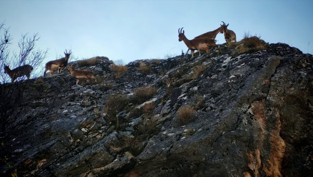 Tunceli'de yaban keçisi sürüsü yerleşim yerine indi