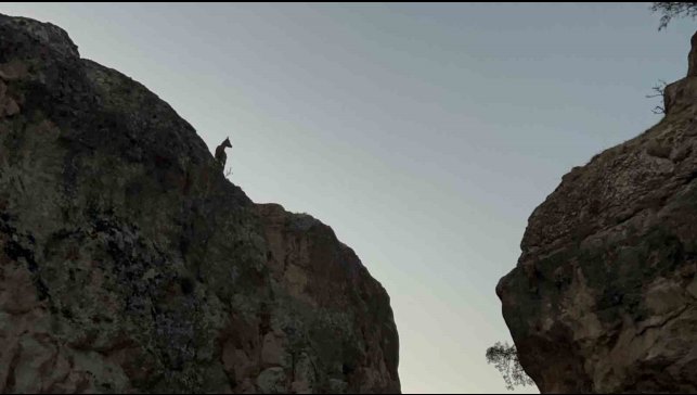 Tunceli'de koruma altındaki dağ keçileri görüntülendi