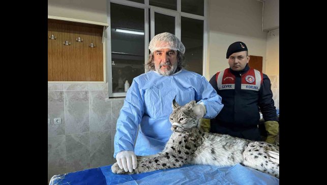 Van'da bitkin halde bulunan vaşak tedavi altına alındı