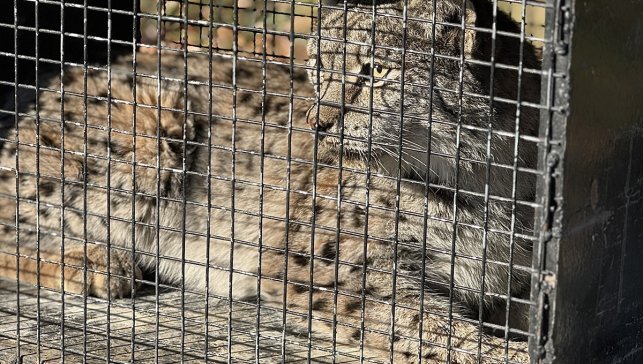 Van'da bitkin halde bulunan vaşak tedaviye alındı