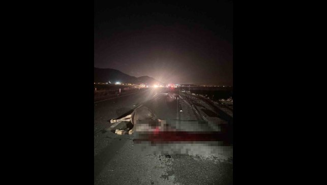 Muş'ta yola çıkan inekler kazaya neden oldu: 1 yaralı