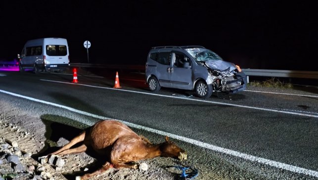 Kars'ta hayvanlara çarpan hafif ticari araçtaki 2 kişi ağır yaralandı