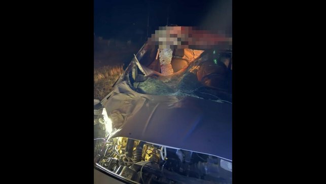 Muş'ta hafif ticari araç ata çarptı: 2 yaralı