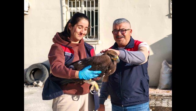 Tunceli'de yaralı halde bulunan kartal, tedavi altına alındı