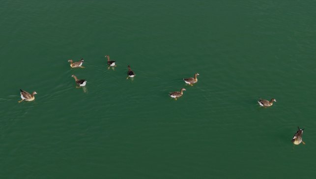 Kuş cenneti Erçek Gölü yaban kazlarına ev sahipliği yapıyor