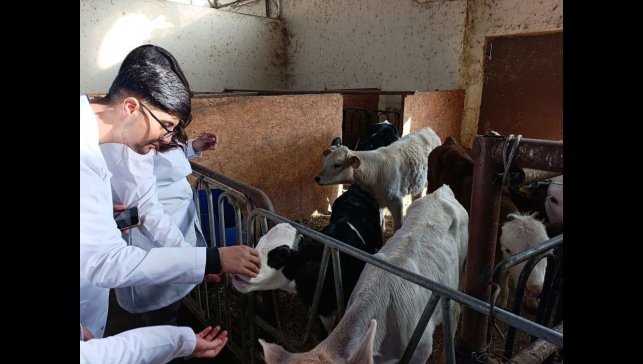 Üniversite öğrencileri Van'da sertifikalı sığır yetiştiriciliği eğitimine katıldı