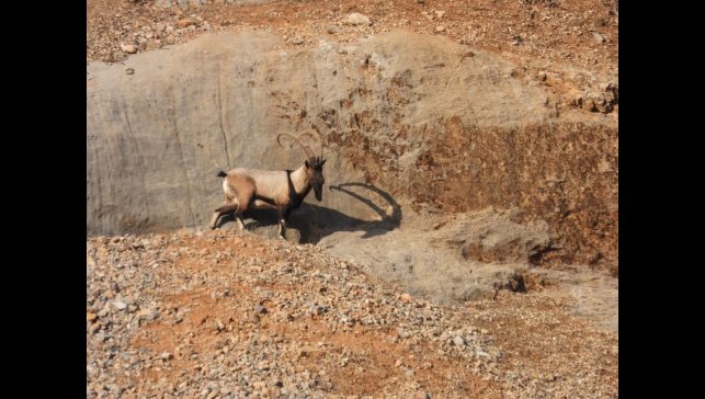 Malatya'da dağ keçileri görüntülendi