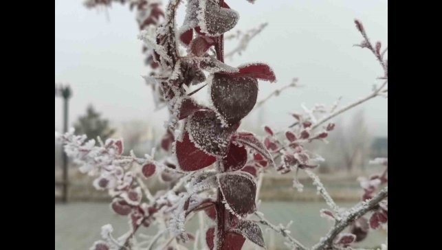 Göle eksi 13 derece, ağaçlar kırağı tuttu