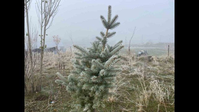 Ağrı'da kırağı etkili oldu