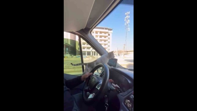 Donmak üzere olan kediyi aracına aldı: Şoförün duyarlı hareketi yolcuların takdirini topladı