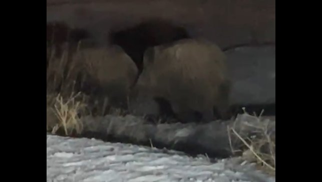 Yüksekova'da domuz sürüsü görüntülendi