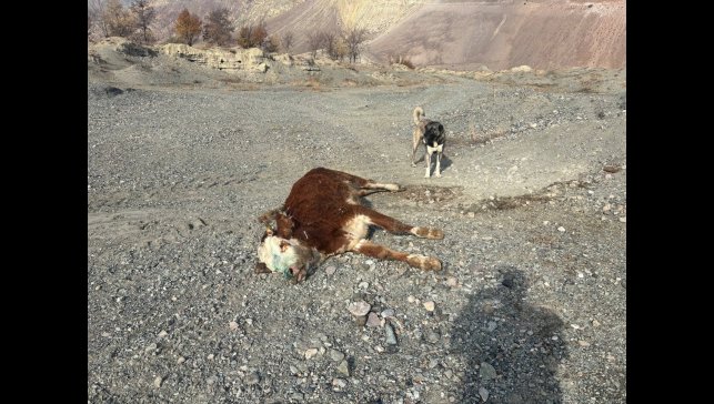 Erzincan'da tehlikeli sorumsuzluk: Şaplı hayvanlar meraya atıldı