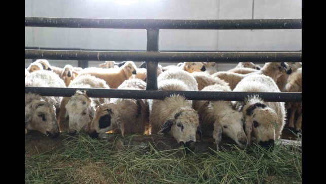 Devletten aldığı destekle küçükbaş hayvan çiftliği açtı