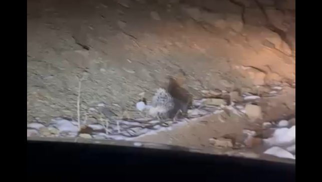 Yüksekova'da Hint oklu kirpi görüntülendi