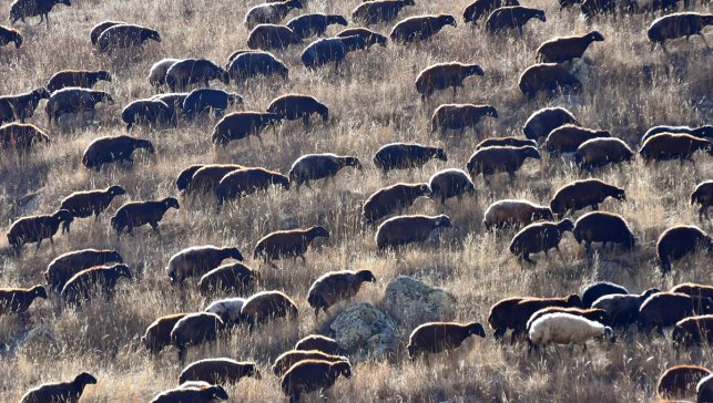 Kars yaylalarındaki göçerlerin dönüş yolculuğu devam ediyor