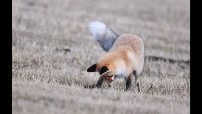 Ardahan'da kızıl tilkinin fare avı