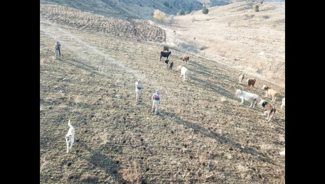 Refahiye'de kaybolan hayvanlar bulunarak sahibine teslim edildi