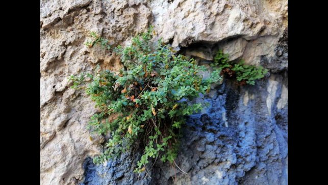 Malatya'ya özgü endemik bitki, sarı kantarondan daha etkili bulundu