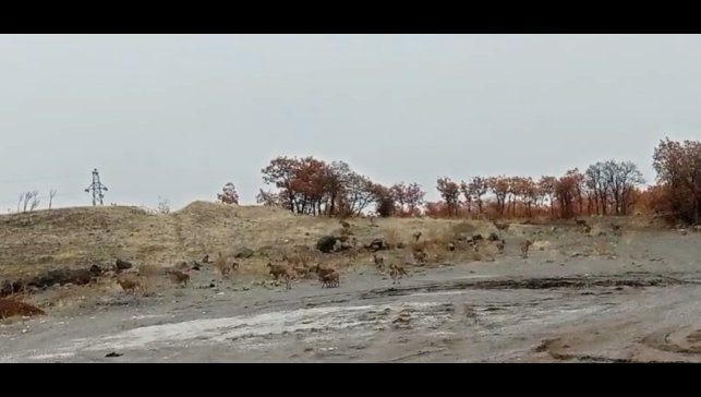 Tunceli'de dağ keçisi sürüsü görüntülendi