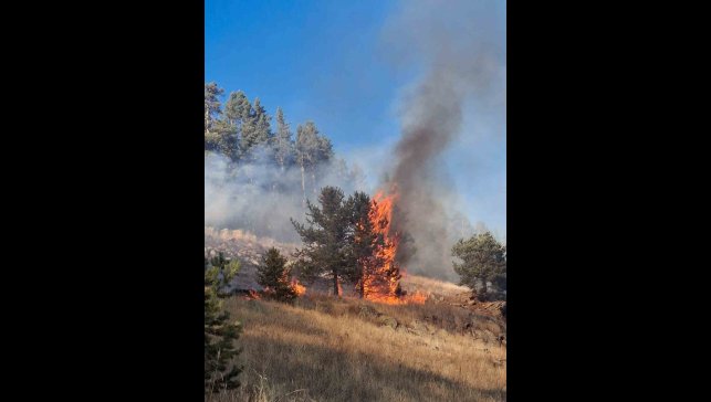 Erzurum'da orman yangını