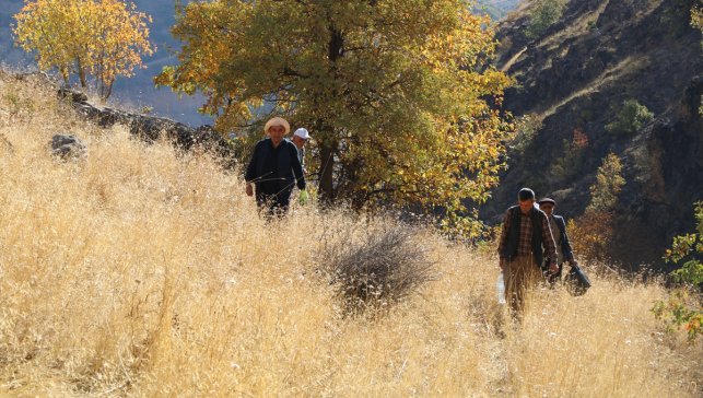 Kilometrelerce yürüyerek ulaştıkları dağlık alanda kaya balı hasadı yaptılar