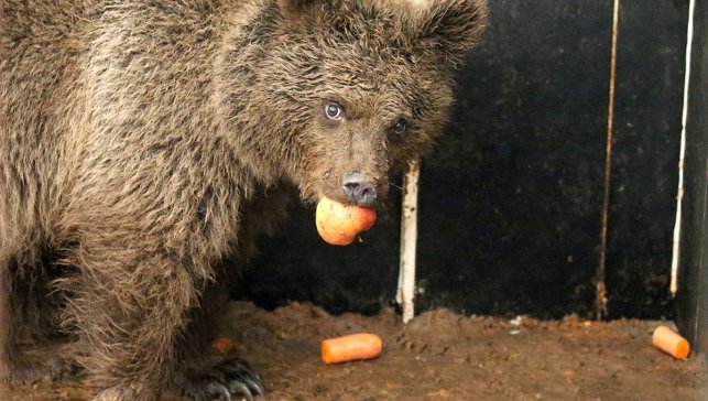 Kars'ta yol kenarında otururken bulunan yavru ayıya özel beslenme programı