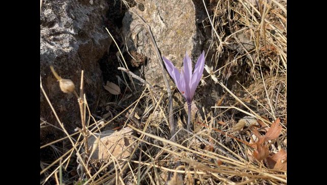 Ölbe Vadisi'nde sonbaharda nadir çiğdemler görüntülendi