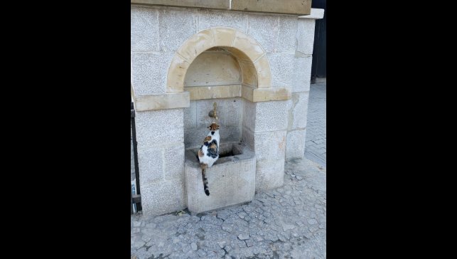 Kemaliye'nin sevimli kedisi 'Tekir' çeşme başı müdavimi oldu