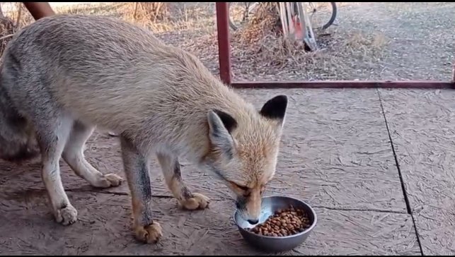 Tilki ile sohbet gülümsetti