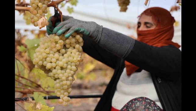 Elazığ'da donun vurduğu üzümde rekolte yüzde 80 düştü