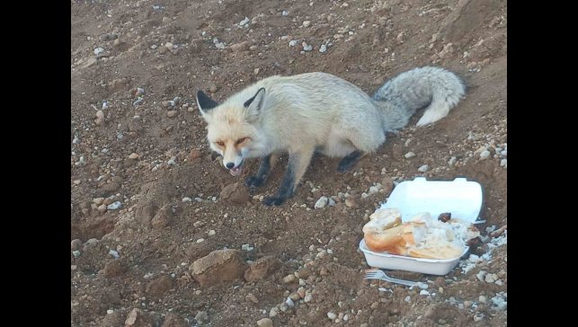 Pomza ocağının maskotu tilki: 3 yıllık sıra dışı dostluk
