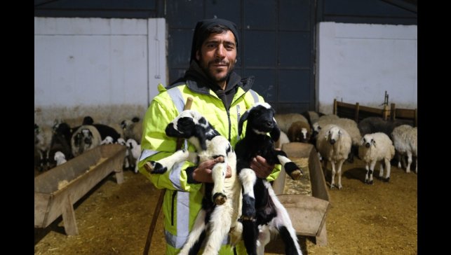 Erzincan'da yılın ilk kuzuları doğdu: Üreticilerin umudu tazelendi