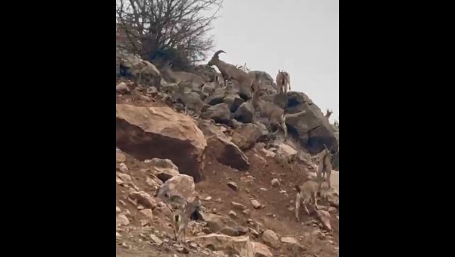 Elazığ'da dağ keçileri sürü halinde görüntülendi