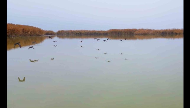 Bitlis'ten göç etmeyen kuşlar sıcak sulara sığındı